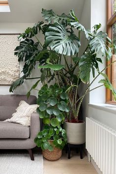 Plants In Windowsill, Plants Near Window, Radiator Under Window, Indoor Plants Styling Living Rooms, Living Room Indoor Plants, Radiator Plant, Indoor Plants Styling, Living Room Plants, Home Painting