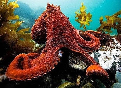 Untitled Giant Pacific Octopus Photography, Octopus Tentacle Photography, Octopus Species, Octopus Tentacles Close Up, Blue Ringed Octopus Photography, Giant Pacific Octopus, Blue Spotted Octopus, Octopus Squid, Octopus Tattoo