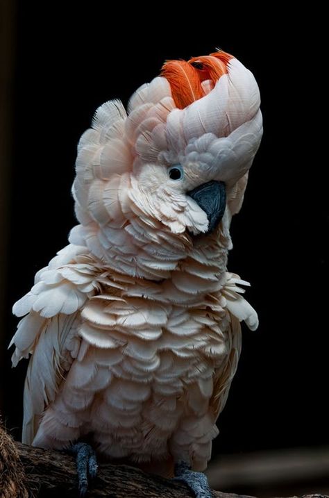 Ruffled Feathers, Beautiful Wildlife, The Caged Bird Sings, Amazing Birds, Funny Parrots, Awesome Nature, Free Bird, Kinds Of Birds, Bird Watcher