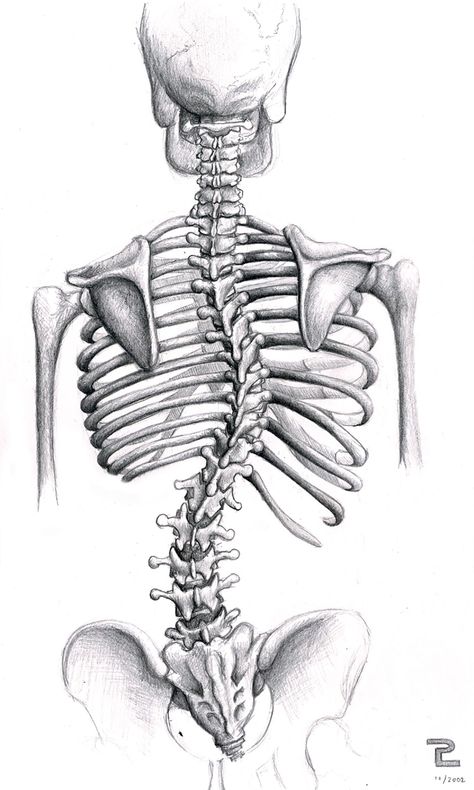 Navigate the vibrant world of medical illustration, where art & science converge to enhance healthcare education and communication. Dive in with us! Study Sketches, Lumbar Vertebrae, Study Anatomy, Types Of Braces, Medical Drawings, Skeleton Drawings, Human Anatomy Art, Blood Art, Anatomy Sketches