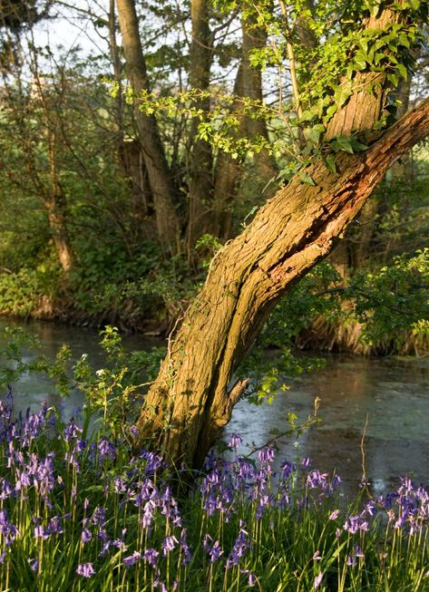 Worcestershire England, Travel Team, Travel Girl, River Bank, British Countryside, Foto Art, The Grove, English Countryside, British Isles