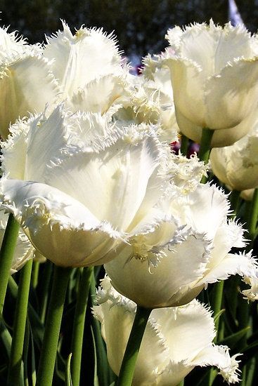 Fringed White Honeymoon Tulip Gladioli, Flower Gardening, Moon Garden, Tulip Flower, White Tulips, White Gardens, Landscape Ideas, Flower Lover, The Grass