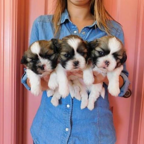 Shih Tzu For Sale, Dogs Breeds, Shih Tzu Puppy, Shih Tzu Dog, Puppies For Sale, Shih Tzu, Fur Babies, Dog Breeds, New Homes