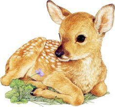 Fawn Illustration, Cartoon Chihuahua, Deer Watercolor, Deer Drawing, Deer Pictures, Deer Fawn, Deer Painting, Deer Art, Vintage Deer