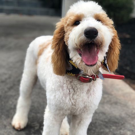 F1B Parti Goldendoodle Parti Goldendoodle, Puppies For Sale Near Me, Goldendoodle Puppy For Sale, Goldendoodle Puppies, Goldendoodle Puppy, Crate Training, 6 Month Olds, Obedience Training, Goldendoodle