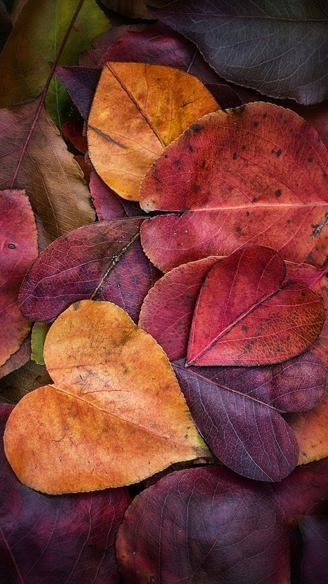 Fall Wallpaper Bunga Iphone, Leaves Wallpaper Iphone, Autumn Leaves Wallpaper, Heart Shaped Leaves, Iphone Wallpaper Yellow, Floral Wallpaper Iphone, Colored Leaves, Wallpaper Iphone Wallpaper, Iphone Wallpaper Fall