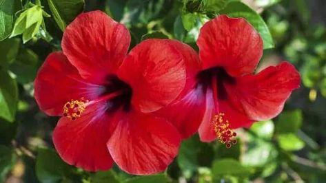 National Flower of Puerto Rico: All About It - 【2024 】The Garden Style Flower Of Puerto Rico, Puerto Rico Flower, Bee Hummingbird, Hibiscus Plant, National Flower, Montezuma, Hibiscus Tea, Hibiscus Flower, Plant Needs