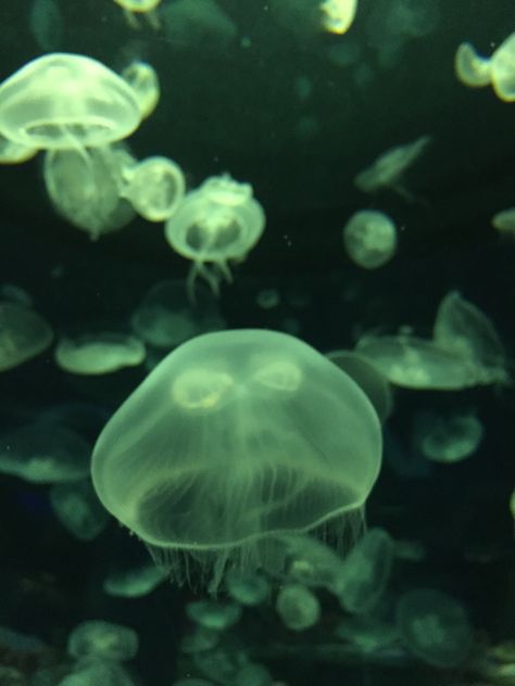 Green Jellyfish, Dark Green Aesthetic, Green Animals, Green Ocean, Pretty Animals, Living Water, Green Sea, Ocean Creatures, Ocean Photography