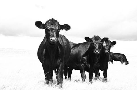 Black and White Sky Cattle Photograph, Farm Photo, 8x10, Cattle and White, Country Photography Cow Photography, Country Photography, Show Cattle, Cow Pictures, Cattle Farming, Farm Photo, White Sky, Cow Art, Black White Photography