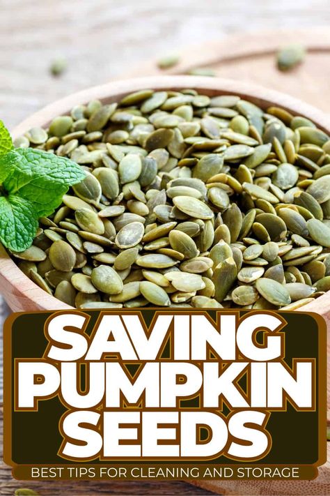 Pumpkin Seed Cleaning and Storage Tips: Maximize Your Harvest Saving Pumpkin Seeds, Seed Gardening, Types Of Pumpkins, Pumpkin Varieties, Seed Recipes, Pumpkin Seed Recipes, Yucca Plant, Pumpkin Squash, Crabapple Tree