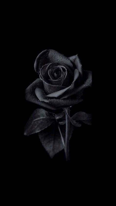 Black Rose Wallpaper, Rose Wallpaper, Black Rose, In The Dark, A Black, Wallpapers, Black