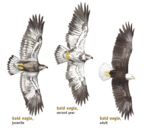 Northern Lapwing, Juvenile Bald Eagle, Bird Identification, Golden Eagles, Eagle Bird, Wild Kingdom, Bald Eagles, Animal Tracks, Bird Watchers