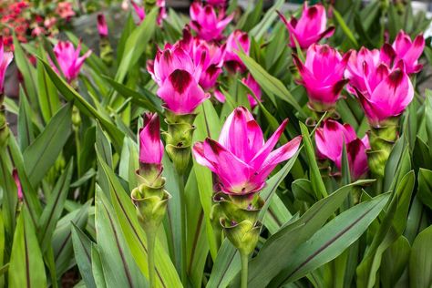 How To Grow And Care For Curcuma (Turmeric) Alabama Garden, Curcuma Plant, Garden List, Shasta Daisies, Planting Tulips, Zone 9, Plant Problems, Flower Spike, Tropical Foliage