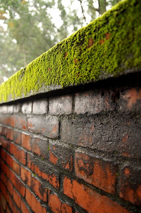 Uni House, Wall Moss, Moss Grass, Side Yard Landscaping, Red Brick Wall, Wellness Centre, Dinosaur Illustration, Bokeh Photography, Brick Texture