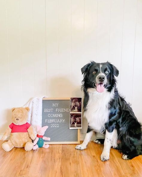 Baby Gender Reveal Announcement, Pet Pregnancy Announcement, Dog Baby Announcement, Pregnancy Announcement Photoshoot, Dog Pregnancy Announcement, Gender Reveal Announcement, Fun Baby Announcement, Cute Pregnancy Announcement