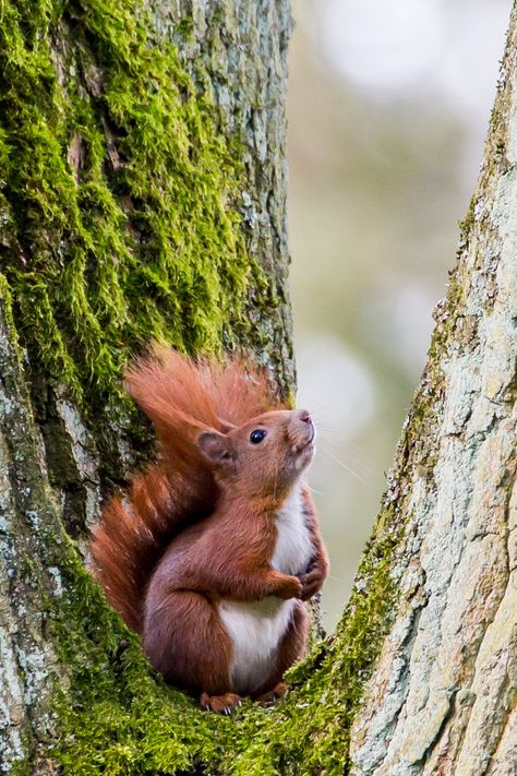 Red Squirrel (Sciurus vulgaris) / Ecureuil roux / Image by Juris-66 from fotocommunity.de Squirrel Climbing Tree, Squirrel Aesthetic, Images Of Squirrels, Merlin L'enchanteur, Red Squirrels, Squirrel Illustration, Squirrel Pictures, Beast Wars, Cute Small Animals