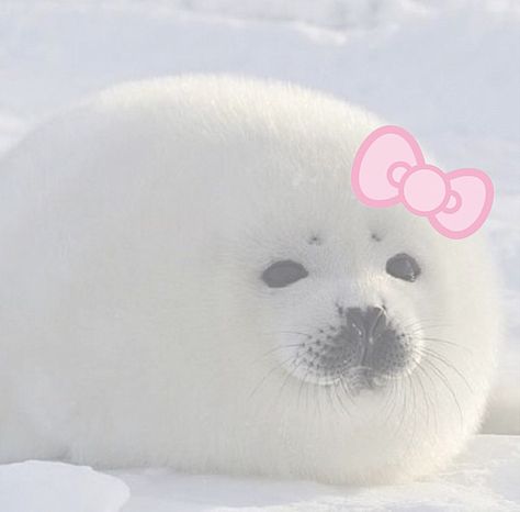 Harp Seal, Cute Seals, Seal Pup, Cut Animals, Baby Seal, Cute Kawaii Animals, Beautiful Sea Creatures, Silly Cats Pictures, Silly Dogs