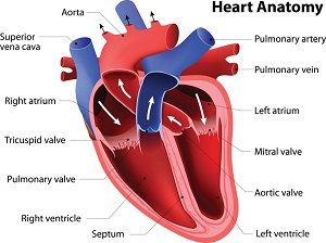 Human Heart Diagram, Cardiac Anatomy, Human Heart Anatomy, Normal Sinus Rhythm, Heart Diagram, Tricuspid Valve, Types Of Muscles, Mitral Valve, Heart Valves