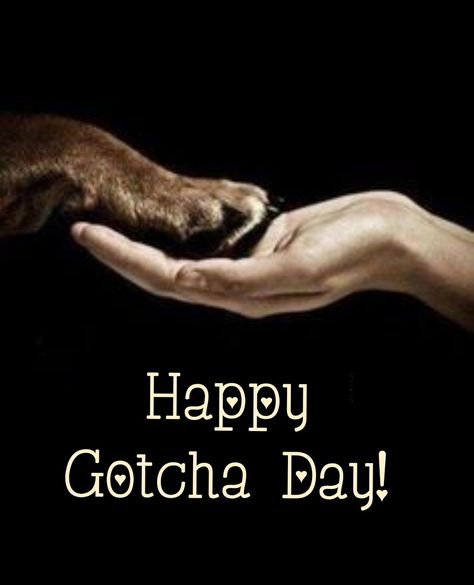 Happy Gotcha Day, My Pet Dog, Happy Birthday Dog, Chocolate Labrador Retriever, Birthday Wishes For Myself, Gotcha Day, Birthday Congratulations, Lab Dogs, Funny Phone Wallpaper