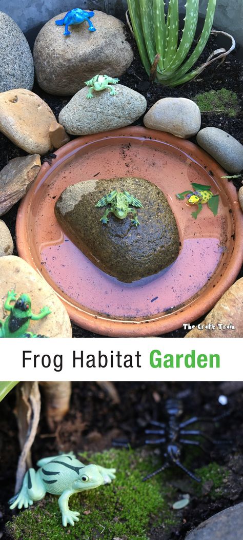 Frog habitat garden, make a frog garden with rocks, moss, water, succulents and a few plastic frogs to help kids learn about frog habitats #lifecycles. It also makes afun small world for play #frogs #smallworld #animalhabitats #kidsgardening Frog Habitat, Frog Activities, Frog Garden, Toad House, Frog House, Habitat Garden, Garden Frogs, Sensory Garden, School Garden