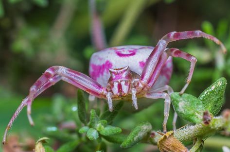 Pink crab spider aka heather crab spider, Thomisus onustus, Thomisidae Found throughout Europe and into Asia and northern Africa... – @onenicebugperday on Tumblr Pink Crab Spider, Africa Photos, Crab Spider, Northern Africa, Arachnids, Crab, Mammals, Heathers, On Tumblr