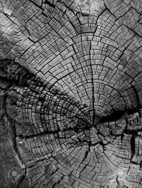 Tree Stump Photography, Nature Photography Trees, Line Photography, Nature Elements, Nature Picture, Woods Photography, Texture Photography, Black And White Tree, Tree Rings