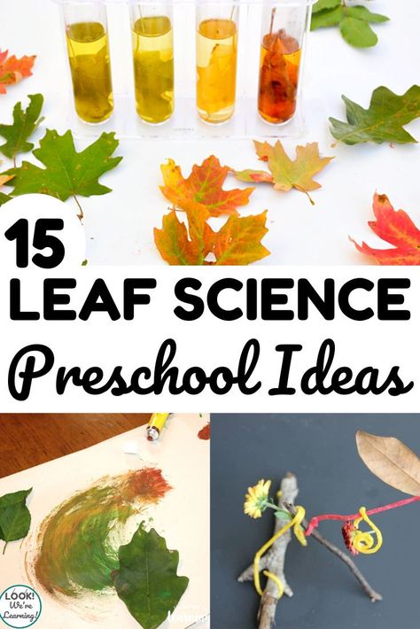 These simple leaf science activities for preschoolers are perfect for a fall science unit! Four Seasons Activity For Preschoolers, Leaf Experiments For Preschool, Autumn For Preschoolers, Leaf Stem Activities, Seasons Activities For Preschoolers, Preschool Leaves Activities, Fall Leaves Preschool, Leaf Lesson Plans, Month Themes