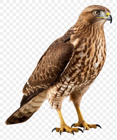 Kite Bird, Honey Buzzard, Hawk Owl, Bird Png, Animal Body Parts, Buzzard, Free Png, White Background, Honey