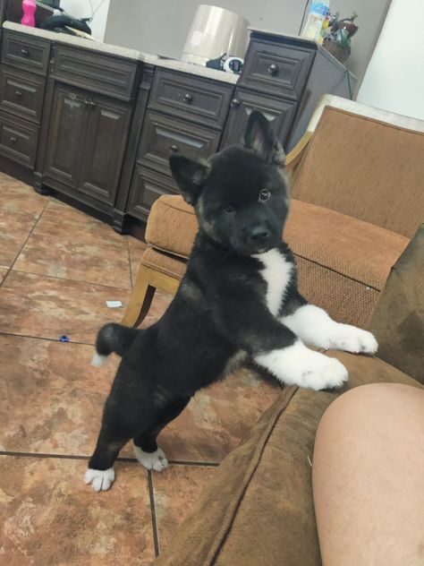 American Akita Puppies, Akita Puppies For Sale, American Akita Dog, Puppies Photos, Akita Puppy, Spitz Breeds, Akita Puppies, Gr 86, American Akita