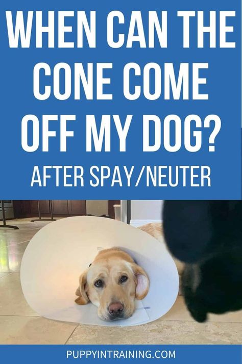 How Long Before I Can Take The Cone Off After Neutering My Dog? - Puppy In Training After Neuter Care Dogs, Dog Neuter Recovery Shirt Diy, Neutered Dog Recovery Tips, Diy Dog Cone Alternatives, Dog Spay Recovery, Dog Cone Alternative, Dog Whining, Dog Skin Allergies, New Puppy Checklist