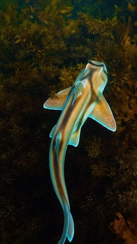 Port Jackson Shark, Oceanography Marine Biology, Shark Names, Shark Pictures, Bawah Air, Fauna Marina, Beautiful Sea Creatures, Cute Shark, Ocean Vibes