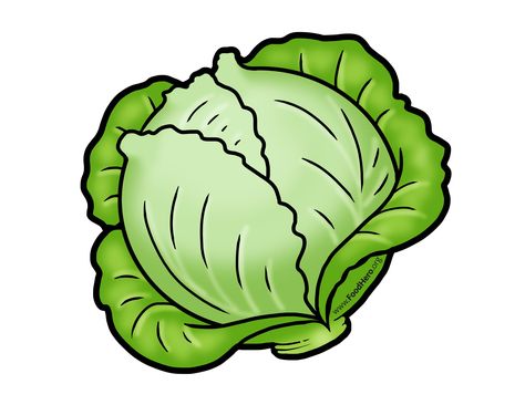 Cabbage illustration #illustration #cabbage Fruits Animation, Veggie Clipart, Veggies Drawing, Cabbage Illustration, Vegetables Names With Pictures, Vegetables Drawing, Vegetable Clipart, Cabbage Vegetable, Vegetable Crafts