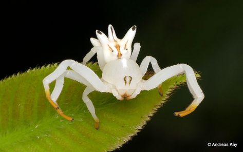 https://flic.kr/p/27kJ8ev | Crab Spider, Epicadus heterogaster, Thomisidae | watch the VIDEO at rumble.com/v4g8rv  from Ecuador: www.flickr.com/andreaskay/albums Flower Spider, Flower Crab, Arachnids Spiders, Crab Spider, Spider Species, Cool Insects, Itsy Bitsy Spider, Cool Bugs, Wild Animals Pictures