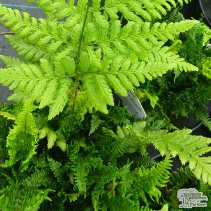 Dryopteris affinis crispa congesta is a native evergreen fern, perfect for adding some year round interest and colour to a border. Commenly known as 'Scaly Male Fern' it can be planted in a sunny or partially shaded area and is eay to cultivate. Dryopteris affinis crispa congesta has an upright habit, it's distinctive crinkled and textured light green fronds remain compact and the plant grows to about 30cm tall with a similar spread Dryopteris Affinis, Royal Fern, Austral Gem Fern, Northern Maidenhair Fern, Evergreen Ferns, Adiantum Pedatum, Plant Tissue, Tree Fern, Shade Plants