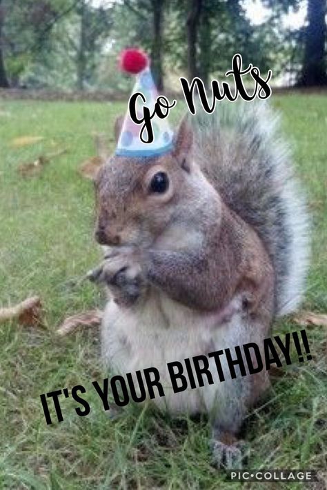 Happy Birthday Squirrel, Birthday Squirrel, Funny Squirrel Pictures, Inspirational Friend Quotes, 50th Birthday Quotes, Squirrel Pictures, Snow Animals, Squirrel Art, Birthday Card Sayings