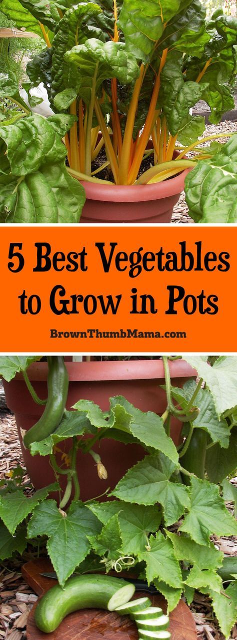 You DO have space for a #garden! These 5 #vegetables grow great in pots and you can enjoy fresh vegetables all summer long. Gemüseanbau In Kübeln, Growing Vegetables In Pots, Funny Vine, Best Vegetables, Vegetables To Grow, Growing Tomatoes In Containers, Bucket Gardening, Container Vegetables, Home Vegetable Garden