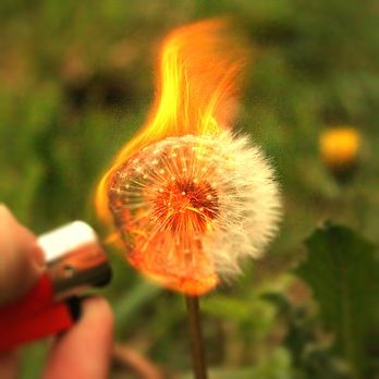 Dandelions on fire Dandelion On Fire, Holding Dandelion, Yellow Dandelion Aesthetic, Dandelion Blowing In The Wind, Dandelion Photography Amazing Photos, Mischief Managed, Photography Tips, Dandelion, Flowers