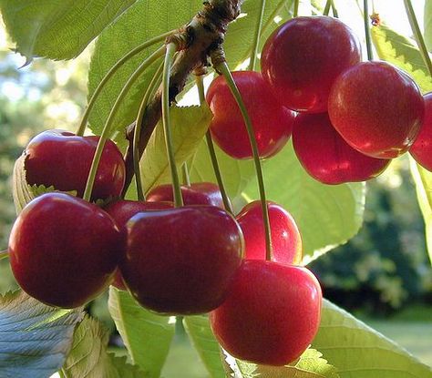 Best Advice On How To Grow Cherry Trees In Pots And Containers Prunus Cerasus, Growing Cherry Trees, How To Grow Cherries, Growing Fruit Trees, Potted Trees, Growing Fruit, Fruit Garden, Cherry Tree, Veggie Garden