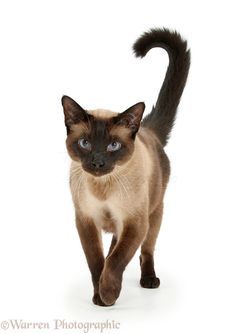 Related image Siamese Cats Blue Point, Seal Point Siamese, Tonkinese, Cat Whisperer, F2 Savannah Cat, Cat Reference, Siamese Kittens, Cat Spray, Domestic Cat