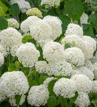 Hydrangea arborescens 'Incrediball' Hydrangea Arborescens Incrediball, Incrediball Hydrangea, Hydrangea Paniculata Limelight, Hydrangea Potted, Hydrangea Varieties, Flower Seedlings, Smooth Hydrangea, Hydrangea Arborescens, Sarah Raven