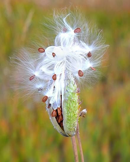 Where ART Lives Gallery Artists Group Blog: Landscape, Still Life Fine Art Photography, Still Life Milkweed in Autumn" by Colorado Photographer Kit Hedman Clover Mites, Butterfly Milkweed, Milkweed Pods, Mystery Photos, Milkweed Seeds, Animal Noses, Milkweed Plant, Swamp Milkweed, Animal Tails