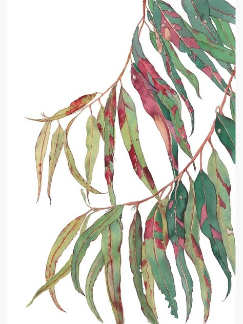 "A touch of red - watercolour of eucalyptus branch" Poster by zoyamakarova | Redbubble Flora Patterns, Australian Nature, Gum Leaves, Tree Poster, Eucalyptus Green, Australian Native Flowers, Eucalyptus Branches, Nature Watercolor, Australian Flora