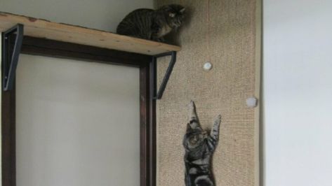 Ikea’s OSTED rug, which is simply a long beige mat, can double as a kitty climbing wall. An IKEA life hacker discovered their cats loved it and consequently anchored one to their wall and floor with hooks. They even added a carpeted shelf nearby to act as a perch for their playful furbabies. Cat Ledges Indoor Diy, Cat Highway, Cat Ladders, Cat Activities, Cat Tricks, Katt Diy, Cat Projects, Cat Climbing Wall, Katt Grejer