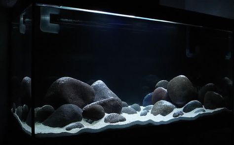 Click this image to show the full-size version. African Cichlid Tank, Saltwater Aquarium Setup, African Cichlid Aquarium, Biotope Aquarium, Goldfish Aquarium, Cichlid Aquarium, Fish Aquarium Decorations, Fish Tank Themes, Taman Air