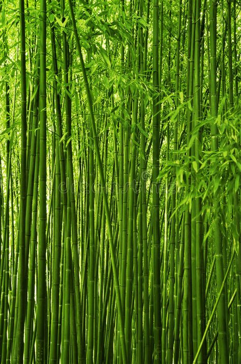 Viridian Aesthetic, Forest Texture, Symmetry Photography, Volcano Island, Bamboo Landscape, Bamboo Species, Bamboo Texture, Grass Wallpaper, Amoled Wallpapers