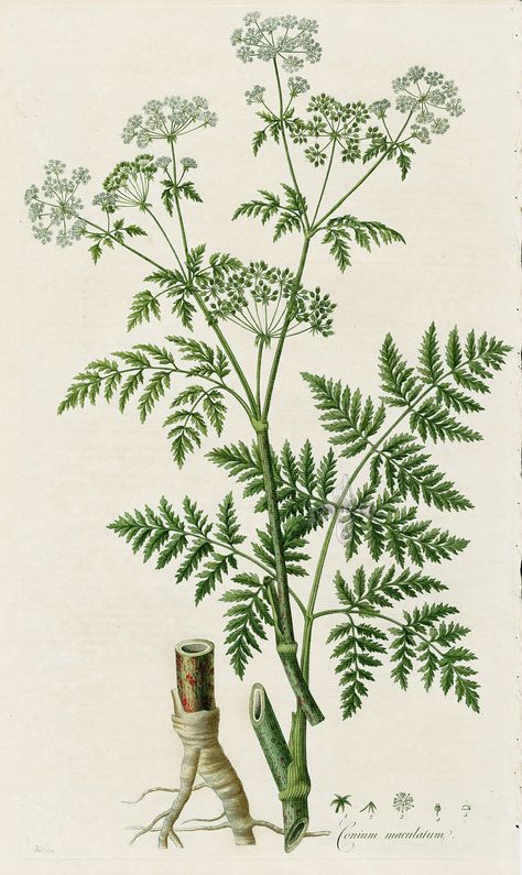 Conium Maculatum, Poison Hemlock, British Wild Flowers, Poison Garden, Antique Botanical Print, Botanical Vintage, Poisonous Plants, Botanical Painting, Wild Plants