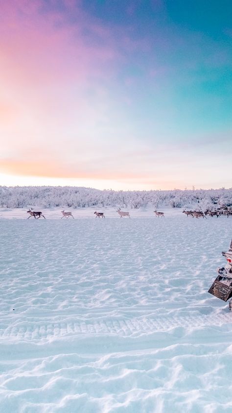 Reindeer running through the Arctic Tundra in Finnmark, Norway at sunset. Reindeer Running, Finnmark Norway, Norway Itinerary, Norway Winter, Arctic Tundra, Polar Night, Winter Trip, Travel Winter, Visit Norway