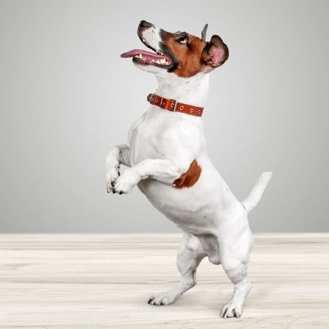 Dog Wallpaper Aesthetic, Jack Russell Terrier Funny, Funny Jack Russell, Jack Terrier, Jack Russell Terrier Puppies, Jack Russell Puppies, Jack Russell Dogs, Dog Line, Dog Wallpaper