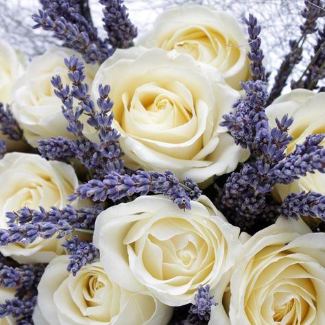 Lavender and white roses.  14.2.16 X I could not resist it. Had to do something.  Smile because it's lovely. X Roses And Lavender, Ivory Roses, Lovely Lavender, Lavender Wedding, Love Rose, Beautiful Blooms, Love Flowers, My Flower, Beautiful Roses