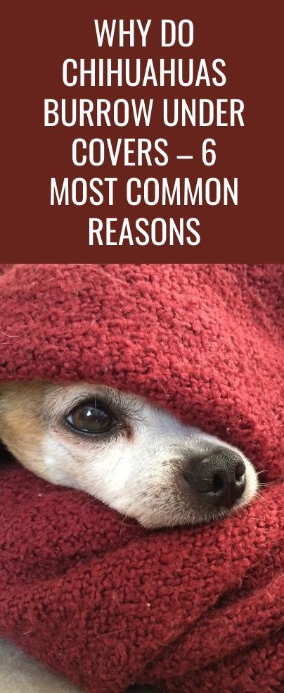 Has your dog’s snuggling led to you asking why do Chihuahuas burrow under covers? If yes, then this feature has all the answers you need! Chihuahua Quotes Funny, Chihuahuas Funny, Chiwawa Chihuahuas, Chihuahua Dogs Funny, Chiweenie Puppy, Chiwawa Puppies, Deer Chihuahua, Chiwawa Dog, Cute Tiny Dogs